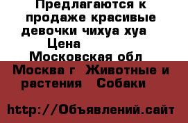 Предлагаются к продаже красивые девочки чихуа хуа! › Цена ­ 25 000 - Московская обл., Москва г. Животные и растения » Собаки   